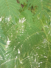 Acaciella angustissima