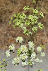 Perideridia californica