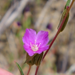 Clarkia gracilis gracilis