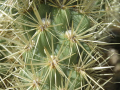 Cylindropuntia wolfii