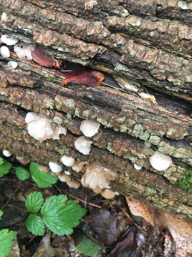 Crepidotus alabamensis image