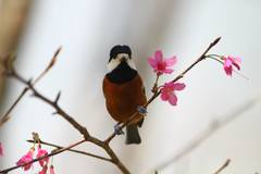 Sittiparus castaneoventris