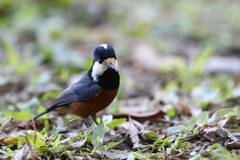 Sittiparus castaneoventris