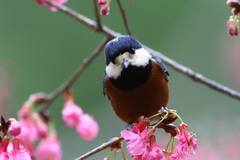 Sittiparus castaneoventris