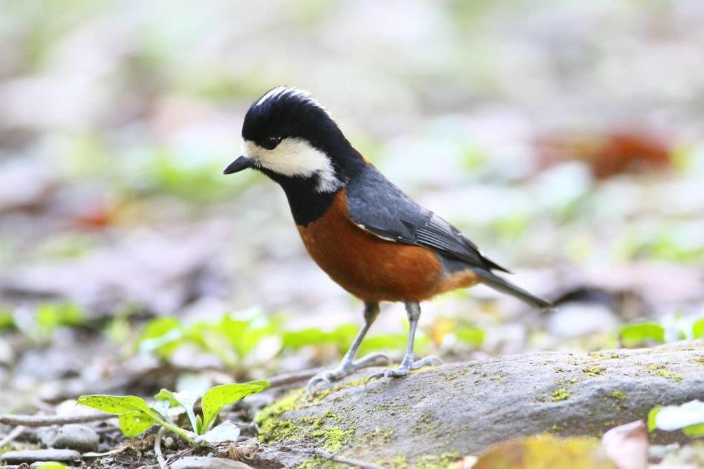 Chestnut-bellied Tit photo