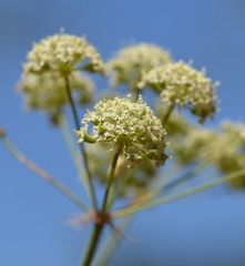 Perideridia californica