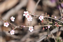 Euryomyrtus ramosissima ramosissima