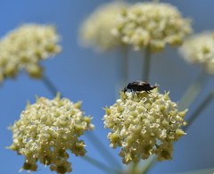 Perideridia californica