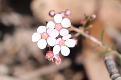 Euryomyrtus ramosissima ramosissima