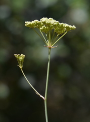 Perideridia californica