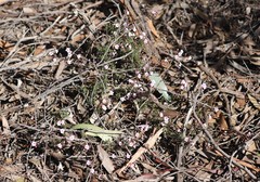 Euryomyrtus ramosissima ramosissima