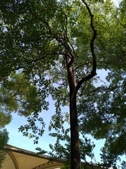 Terminalia calamansanai