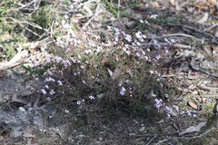 Euryomyrtus ramosissima ramosissima