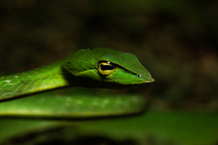 Ahaetulla farnsworthi