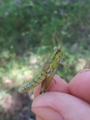 Melanoplus digitifer