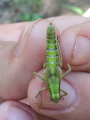 Melanoplus digitifer