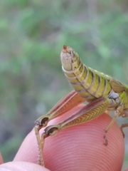 Melanoplus digitifer