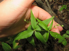 Galium latifolium