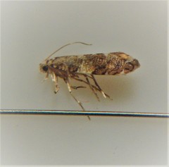 Eschatotypa derogatella