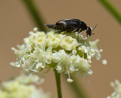Perideridia californica
