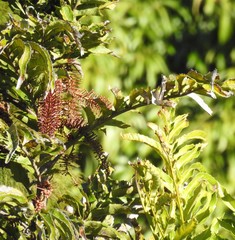 Hicksbeachia pinnatifolia