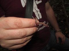 Carphophis amoenus helenae