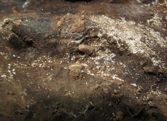Onomeris