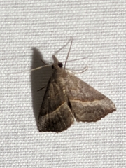Hypena degesalis