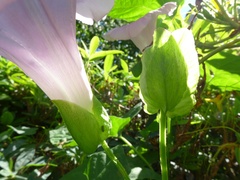 Calystegia × pulchra
