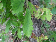 Quercus obtusata
