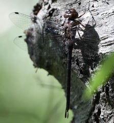 Gomphaeschna antilope