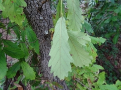 Quercus obtusata