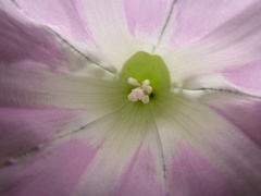 Calystegia × pulchra