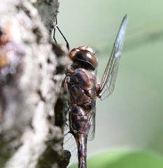 Gomphaeschna antilope