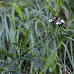 Achillea biserrata