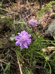 Scabiosa comosa