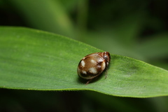 Gnezdilovius variabilis