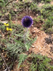 Echinops latifolius