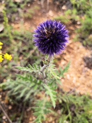 Echinops latifolius