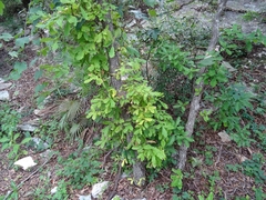 Quercus obtusata