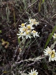 Leontopodium