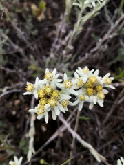 Leontopodium
