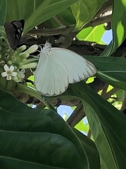 Ascia monuste eubotea