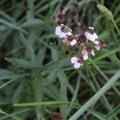 Achillea biserrata