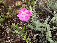 Convolvulus chinensis