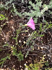 Convolvulus chinensis