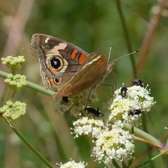 Perideridia californica