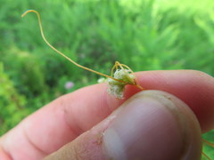 Cuscuta pentagona