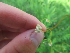 Cuscuta pentagona