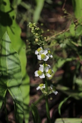 Sagittaria brevirostra